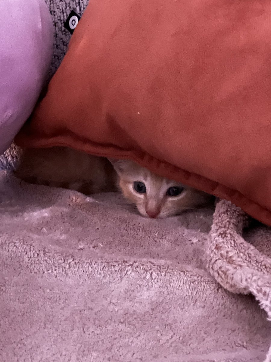 anirbasw's tweet photo. Hello, j’ai recueilli un petit bébé chaton hier ( il a été abandonné ) , je le donne a la personne qui le voudra dans le 77. Il a un bon mois et en très bonne santé https://t.co/599MCEHpdI
