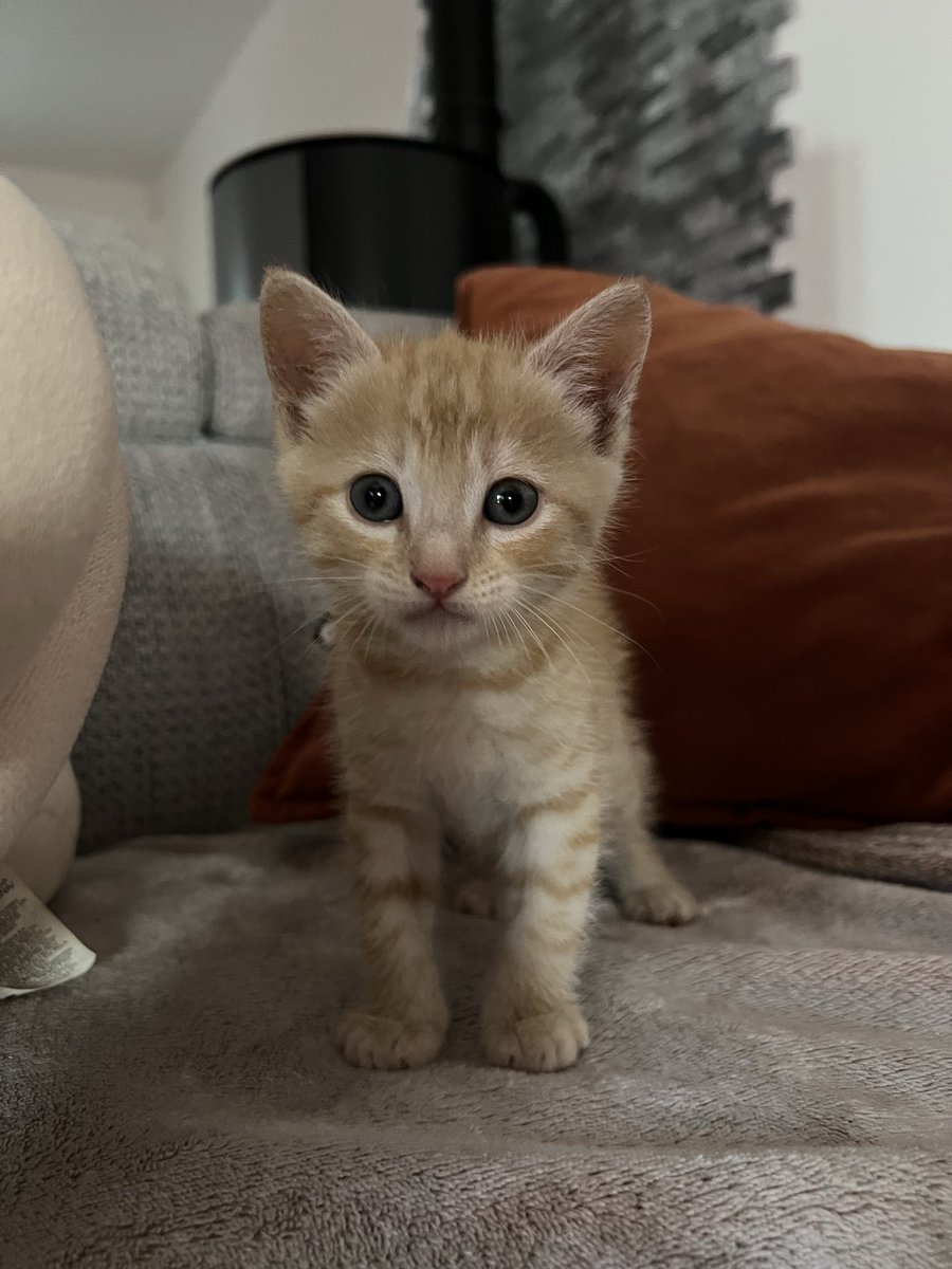 anirbasw's tweet photo. Hello, j’ai recueilli un petit bébé chaton hier ( il a été abandonné ) , je le donne a la personne qui le voudra dans le 77. Il a un bon mois et en très bonne santé https://t.co/599MCEHpdI
