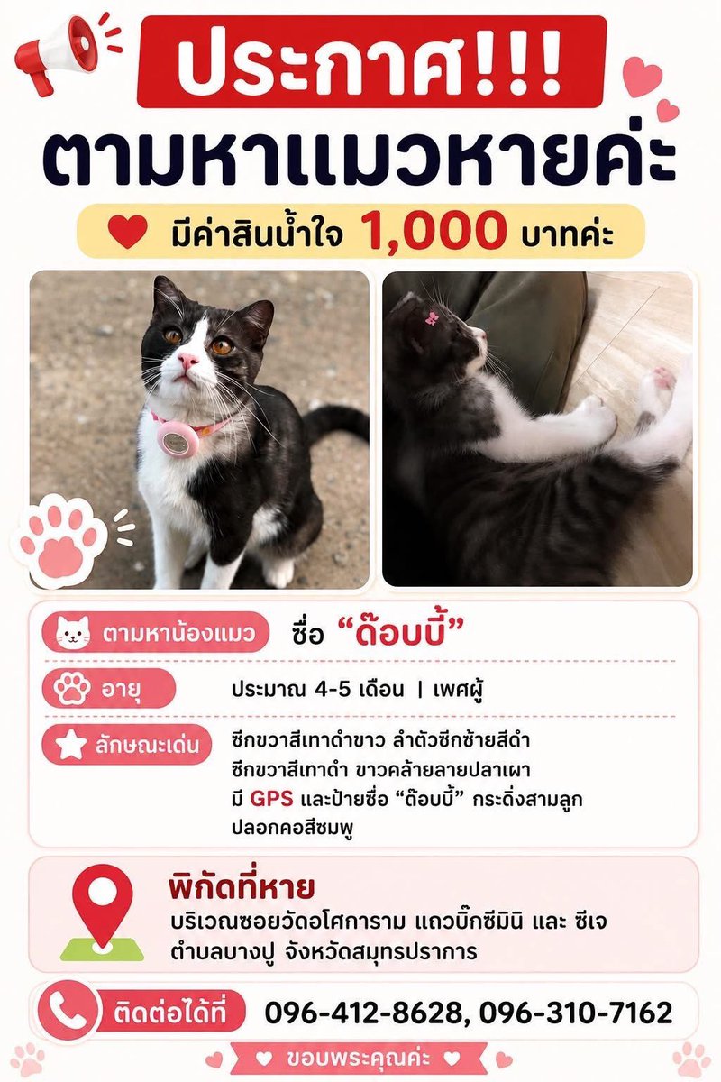 b2steen's tweet photo. 🚨 ขอแรงช่วยรีโพสต์ค่ะ ตามหาแมวหาย 🚨

น้องชื่อ “ต๊อบบี้” อายุประมาณ 4–5 เดือน เพศผู้
ลักษณะเด่น: ข้างขวาสีเทาดำ ข้างซ้ายสีดำ / ซีกขวาสีเทาดำ / ขาวคล้ายลายปลาเผา
มี GPS และป้ายชื่อ “ต๊อบบี้” กระดิ่งสามลูก ปลอกคอสีชมพู

📍 หายบริเวณซอยวัดอโศกธาราม แถวบิ๊กซีบางพลี และซอยตำบลบางปู จ.สมุทรปราการ

💰 มีค่าสินน้ำใจ 1,000 บาท

หากใครพบเห็น หรือรับน้องไว้ รบกวนติดต่อ
📞 096-412-8628, 096-310-7162

🙏🏻 ขอความช่วยเหลือจากทุกคน ช่วย รีโพสต์/แชร์ ให้ข่าวไปถึงคนในพื้นที่ด้วยนะคะ
ขอให้น้องต๊อบบี้ได้กลับบ้านอย่างปลอดภัยค่ะ ❤️

#แมวหาย #ตามหาแมว #แมวหายสมุทรปราการ #บางพลี #บางปู