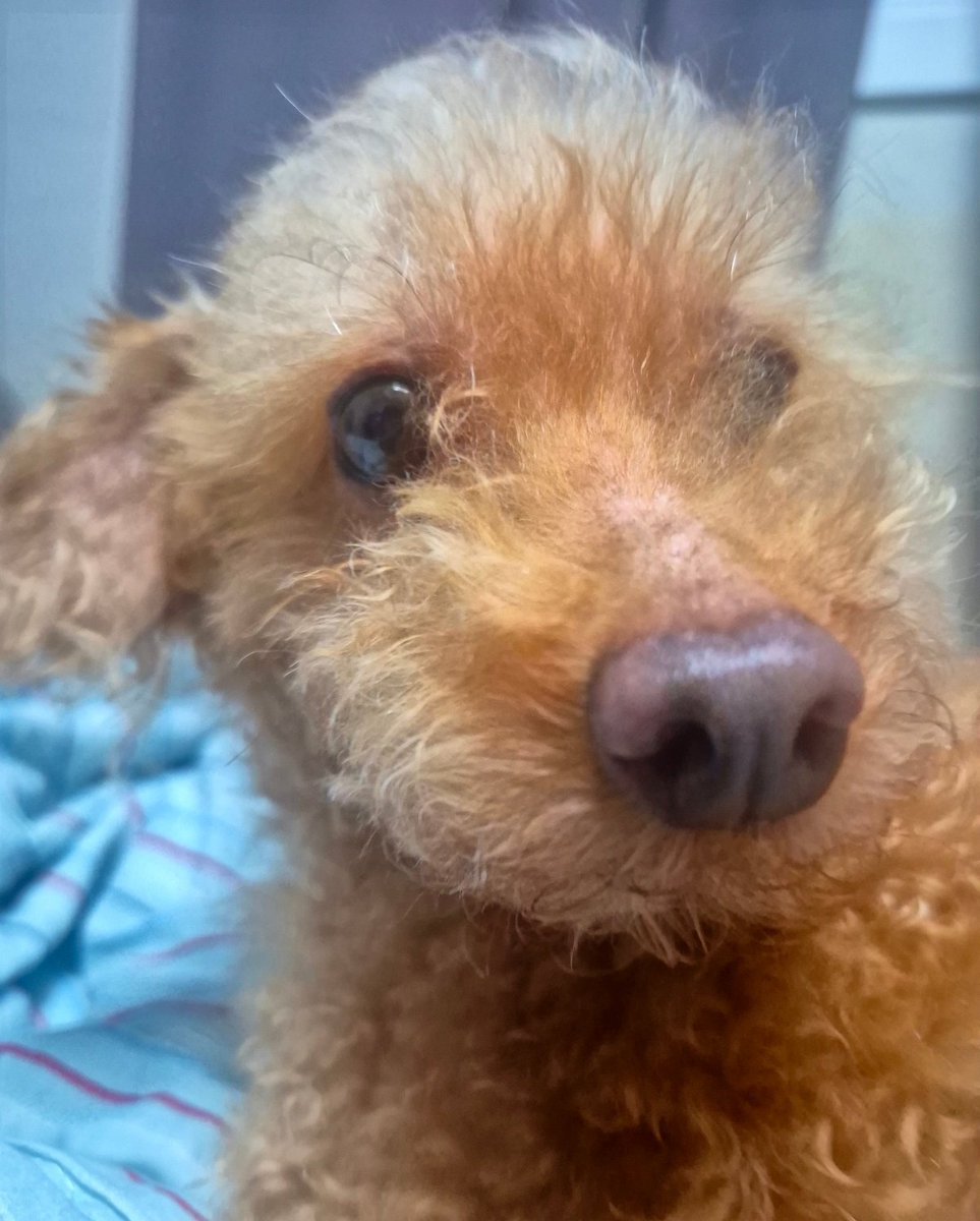 LIFE_KANU's tweet photo. 원래 내새끼가 제일 이쁜 법 🐕 https://t.co/MkehICrRYc
