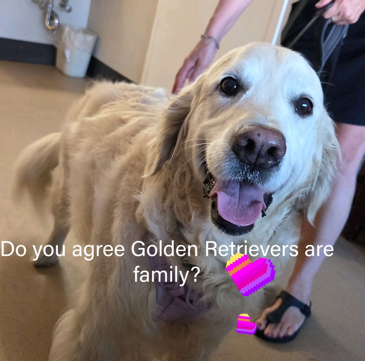 GoldretrieverUS's tweet photo. 🐾Good Morning from the Golden Retriever Channel.  

If you agree, post  ❤️👇

Watch for important #grc post later!!

#dogsarefamilytoo
#cutenessoverload 
#therapydog https://t.co/jR9fgAybq2
