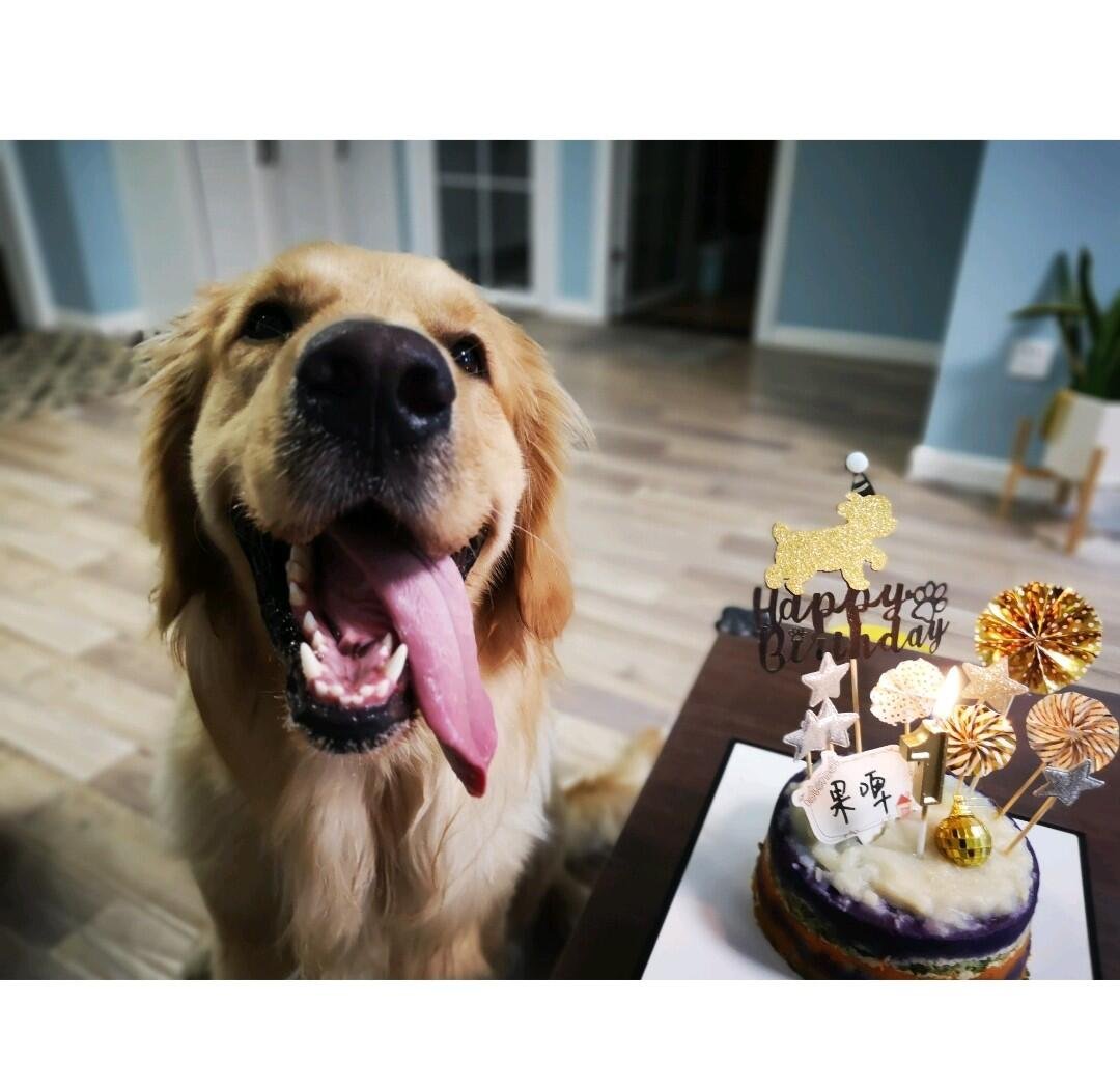nichapatgood's tweet photo. This little furball just hit her 1st birthday! Watching her grow from a wobbly tiny pup to this energetic, cuddly best mate is the sweetest journey ever.  #DogLovers #PetGrowth， https://t.co/bQUQkCCq3n