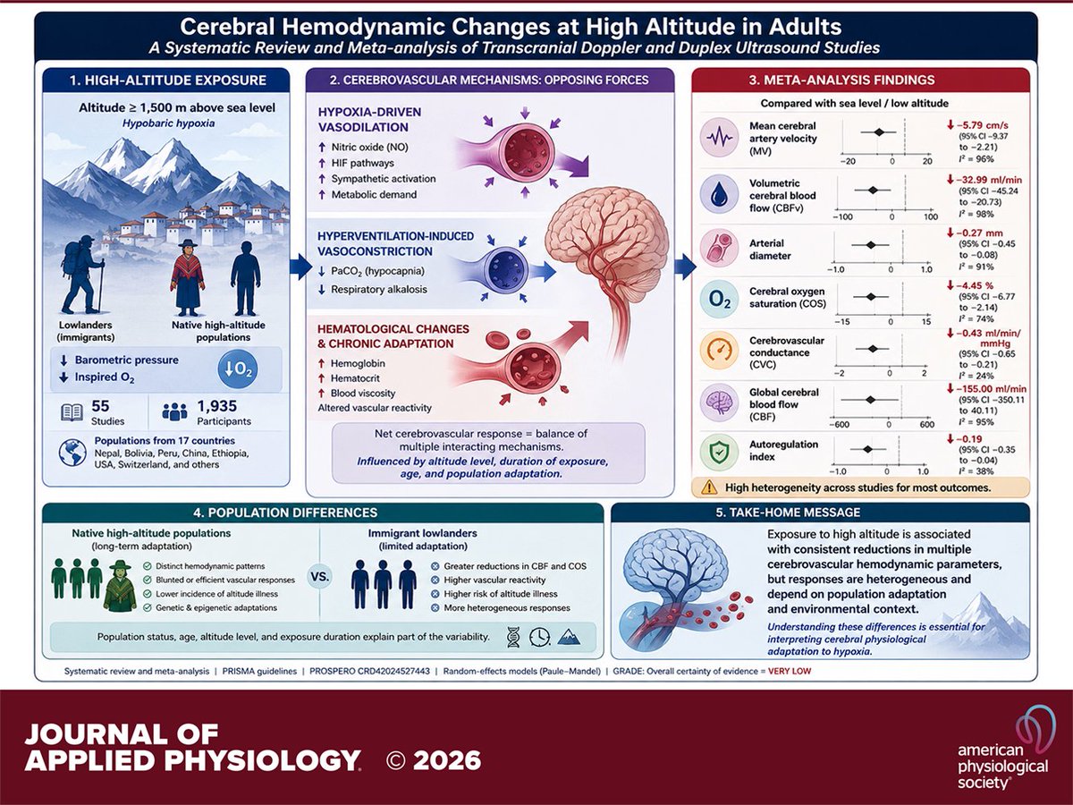 japplphysiol's tweet photo. Research Article by JP Zila-Velasque et al. #Cerebral #hemodynamic changes at #highaltitude in adults: a systematic review and meta-analysis of #transcranial #Doppler and duplex #ultrasound studies
https://t.co/8jlL2Vb8tX https://t.co/whjJbWShRp