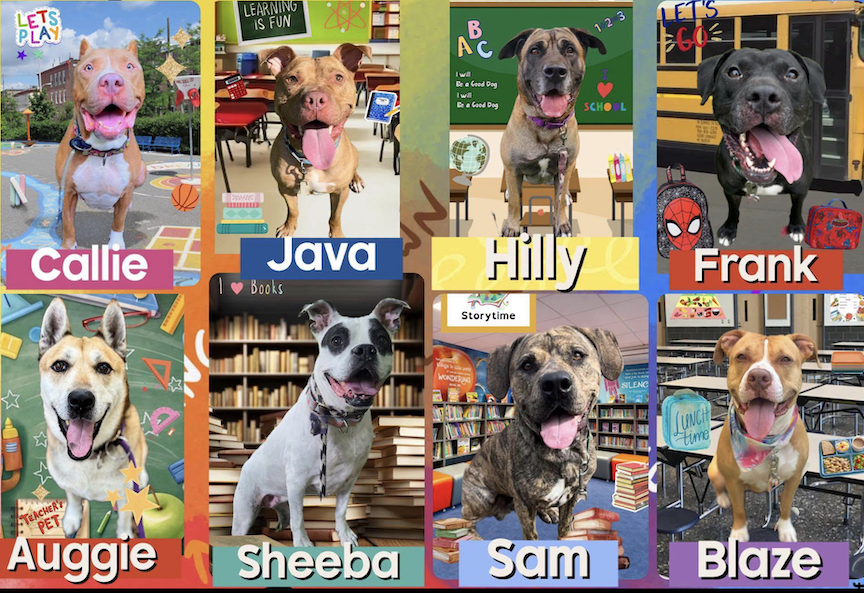 adoptadog39's tweet photo. Please do not forget these 8 in #LongIsland. These are some of the #longstays that would love to finally be home!
They deserve to have a comfy couch & loving ppl.
Please consider saving them this #LaborDay2026!
#NewYork #Hempstead #adopt #foster #rescuedog #Wantagh #HempsteadACC https://t.co/88PteMHF1M