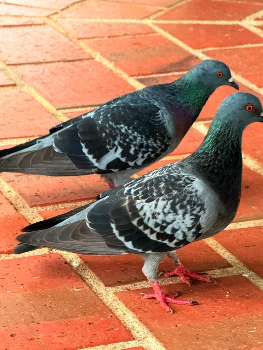 sun_eazy's tweet photo. Interesting little pigeons https://t.co/e2zuuHLHGq
