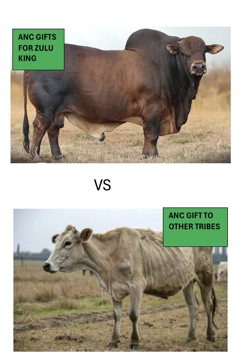 AyeeNdeM's tweet photo. ANC gifts for Kings 

Zulu King.           Vs.           Others tribes 

😭😭😭😭😭😭😭😭😭😭😭😭 https://t.co/0bSAei5IDT