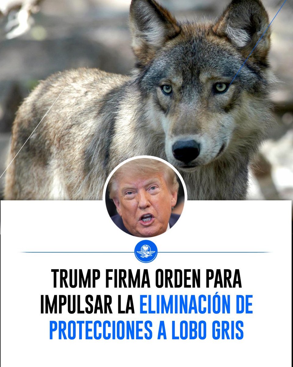 El_Universal_Mx's tweet photo. 🐺🇺🇸 Trump pone en la mira la protección de los lobos

El presidente de EU ordenó evaluar si los lobos grises y lobos grises mexicanos deben perder las protecciones de la Ley de Especies en Peligro de Extinción. El planteamiento es para apoyar a los rancheros que denuncian ataques contra su ganado.

El gobierno tiene 90 días para decidir.