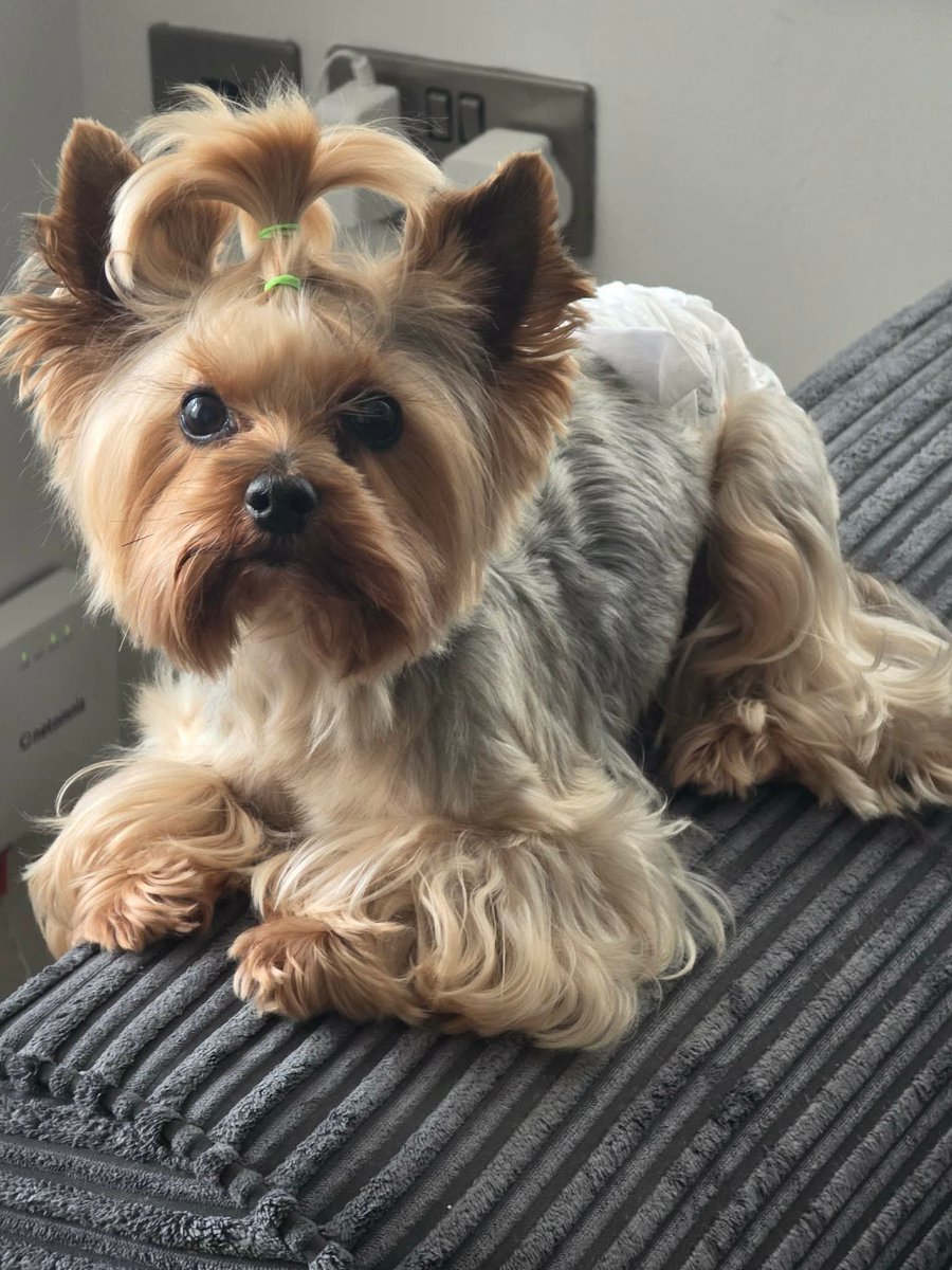 millypod1's tweet photo. 🆘4 SEPT 2026 #Lost Tobis #ScanMe
Yorkshire Terrier Male. Nervous Dog (do not chase).
Near Park #Westgate #Bradford #WestYorkshire #BD1
https://t.co/wuxEPItRh8 https://t.co/dstRzpL3Nd