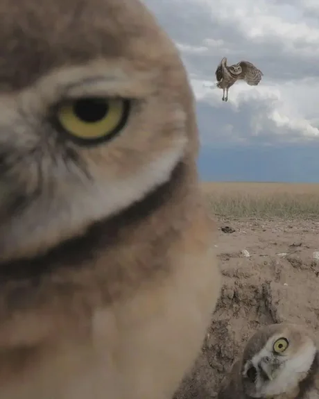 cosyposter's tweet photo. name their band... 🦉🎸 https://t.co/VUYCQIO9SW