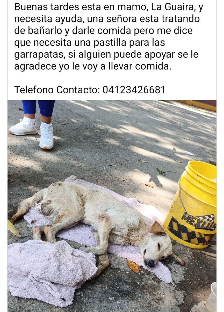 PerroUsuario tweet picture