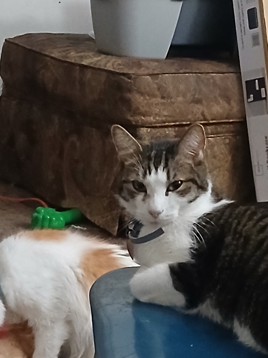 Yuzu_Machine's tweet photo. Why must my cat always stare at me with the most devious stink eyes😭❤️‍🩹 https://t.co/mzilLqPGKj