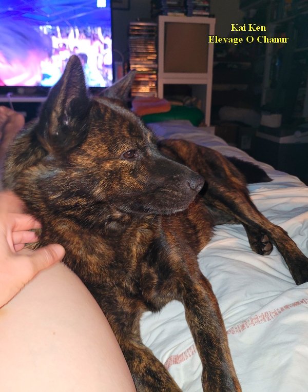 ChanurAkita's tweet photo. Kiriko profite bien de son week-end 😁🐺
Kiriko is enjoying her week-end 😁🐺
#甲斐犬 #kai #kaiken #elevageKaiken #kaidog #elevagecanin https://t.co/CODMaX6ULb