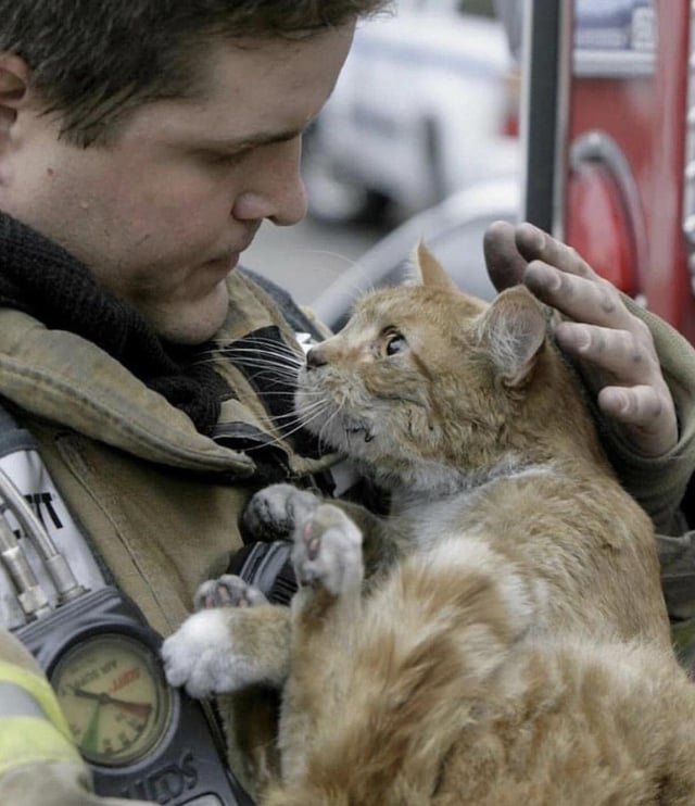 _B___S's tweet photo. Cat with the Fireman that saved him https://t.co/xq7jhKcH1T
