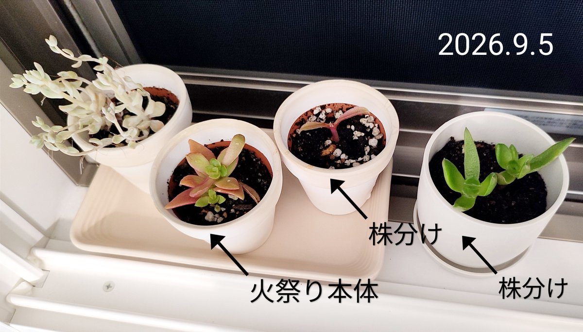 aghistory's tweet photo. 多肉植物の火祭り。
長く伸びて寝転がってしまったのを3つに切って株分け？しましたが、成長に差が‥😶

・素焼き鉢→
水分がすぐ蒸発してしまうからか、死んでもないけどかろうじて生きてる感？

・プラスチック鉢→
植えた2本、いきいきとしてます。 https://t.co/F3eSa8xmva
