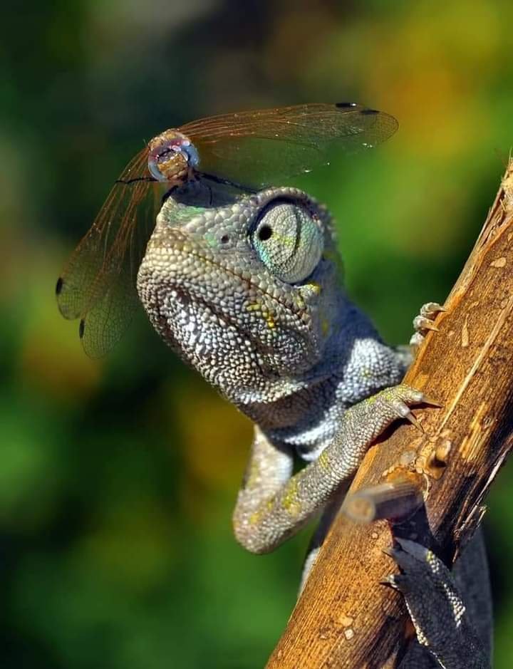 AmazingNature00's tweet photo. Beauty of Nature ❤ https://t.co/VZd5MTL2FG