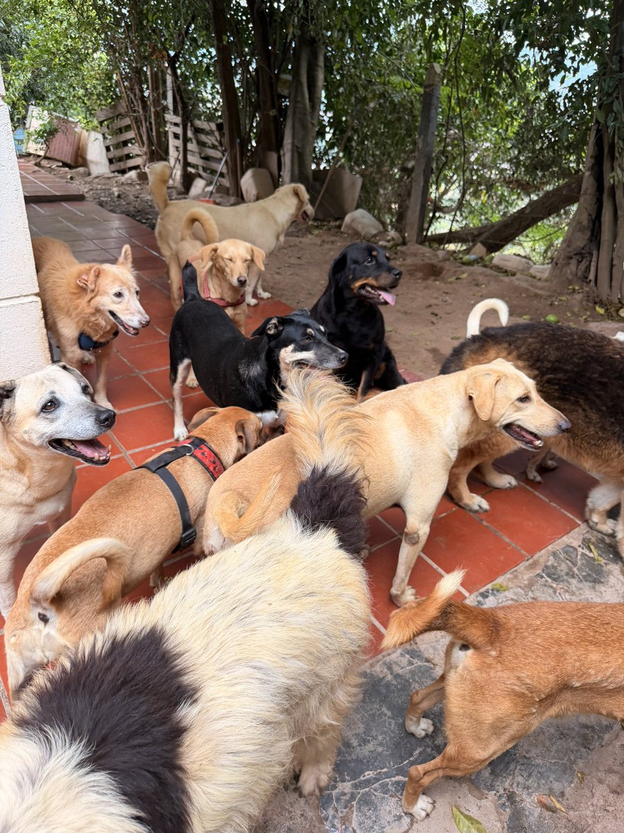 luftwavedxkli's tweet photo. LLEVAN DOS DÍAS SIN COMIDA! Somos una fundación de #Bucaramanga # Santander. Debido a las dificultades económicas y del sismo hemos dejado de recibir apoyo para nuestra labor! Estamos sin comida de los animales en @FndDamascol si usted puede ayudar! Escribanos por favor!🙏🏼 https://t.co/vijdN3hiAz