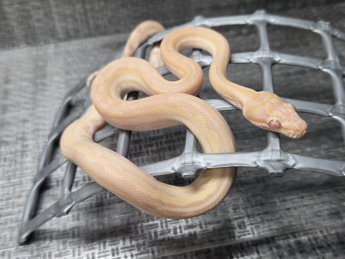 CarpetSP777's tweet photo. ホワイトラインアルビノ🐍
言わずもがなな個体♥️
#carpetpython
#カーペットパイソン https://t.co/RgKvCDXRCo