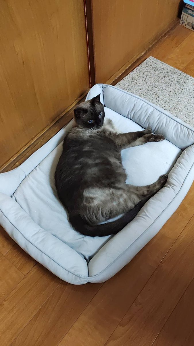 oboroboro4's tweet photo. メタボ猫 https://t.co/p2s6TTQ06X