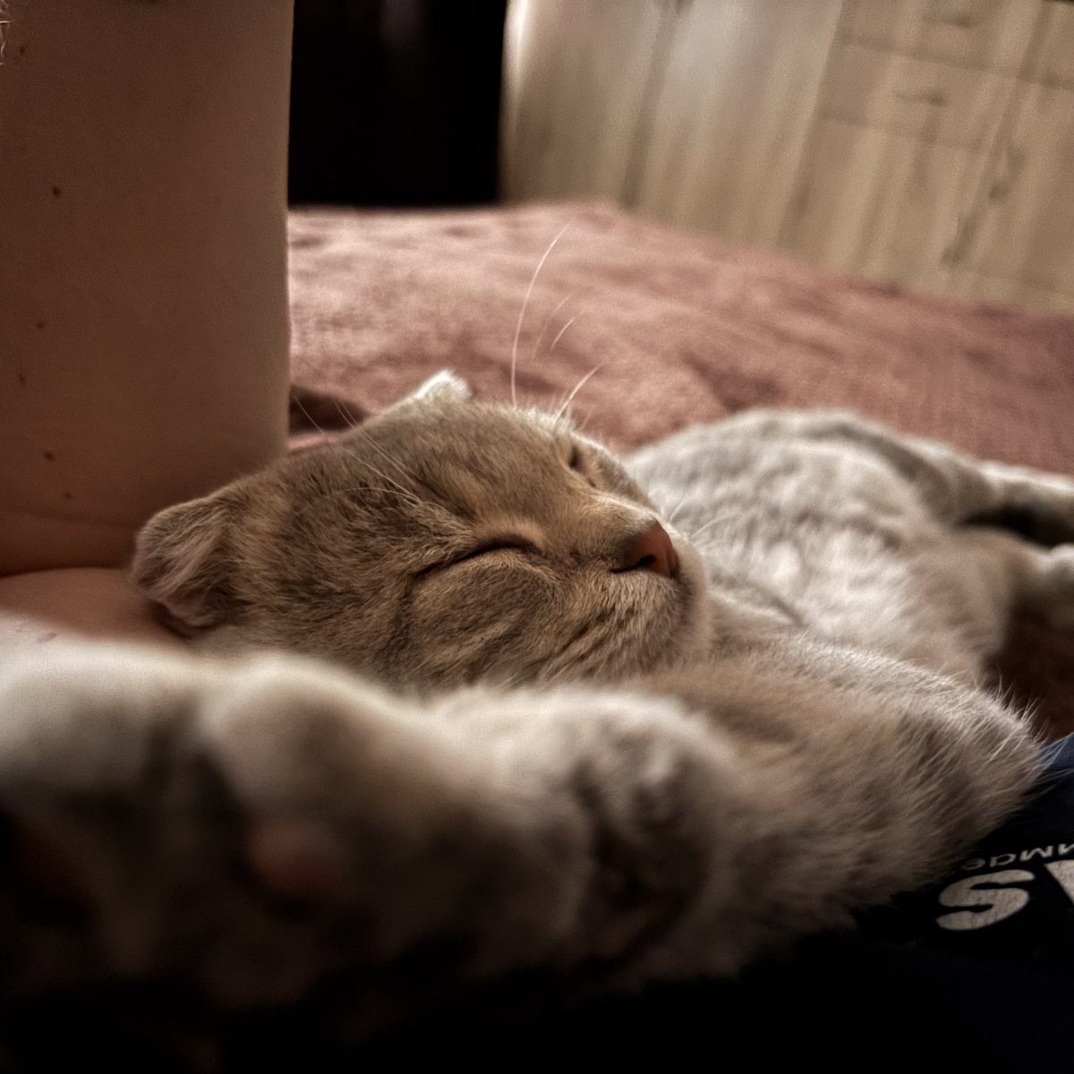 bimkxxx's tweet photo. extra extra read all about it: cat pills for all diseases! https://t.co/p5zkkzsj4E
