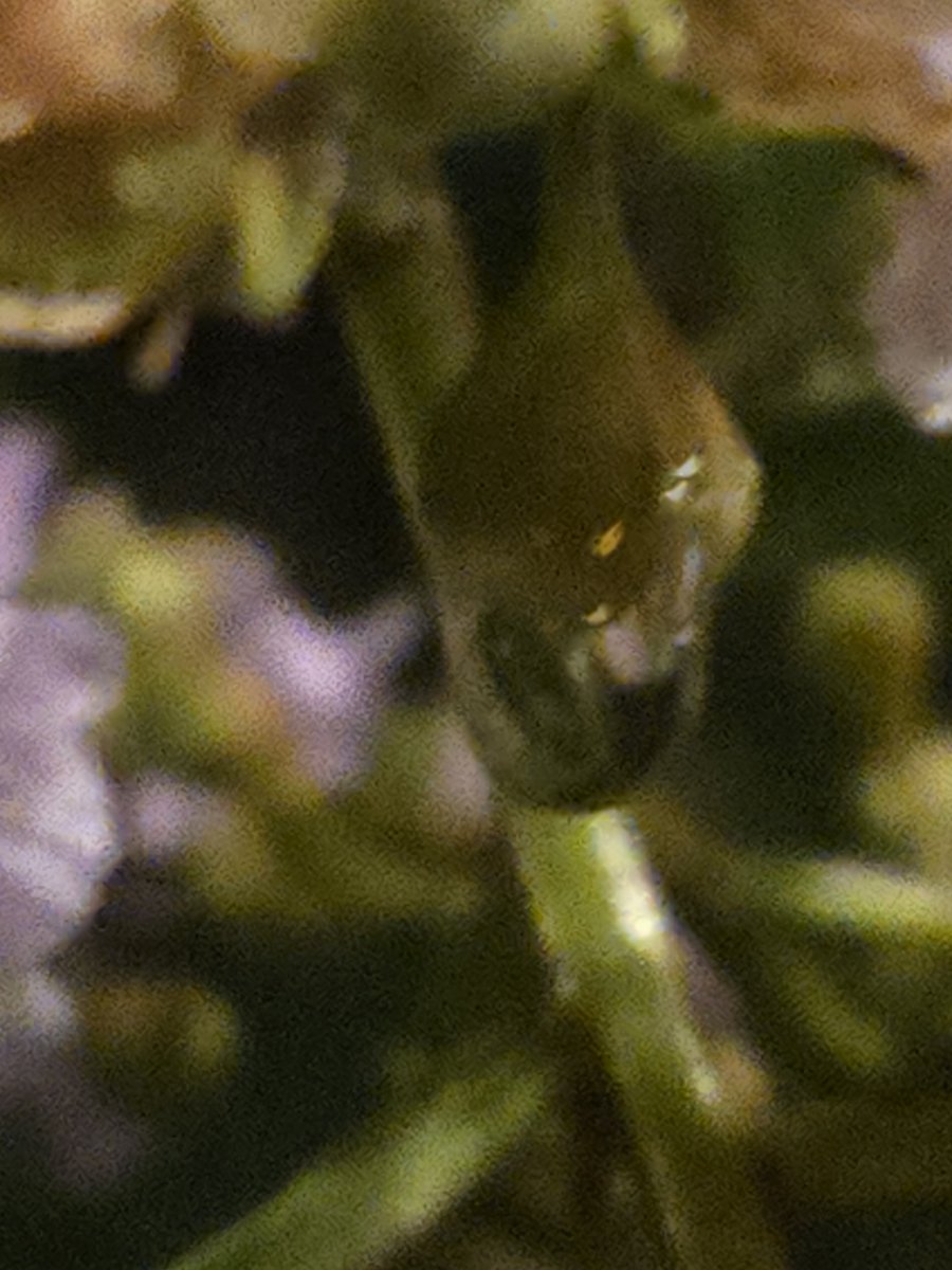 JahSpittle's tweet photo. 🍒 https://t.co/MiHiGGbyWg