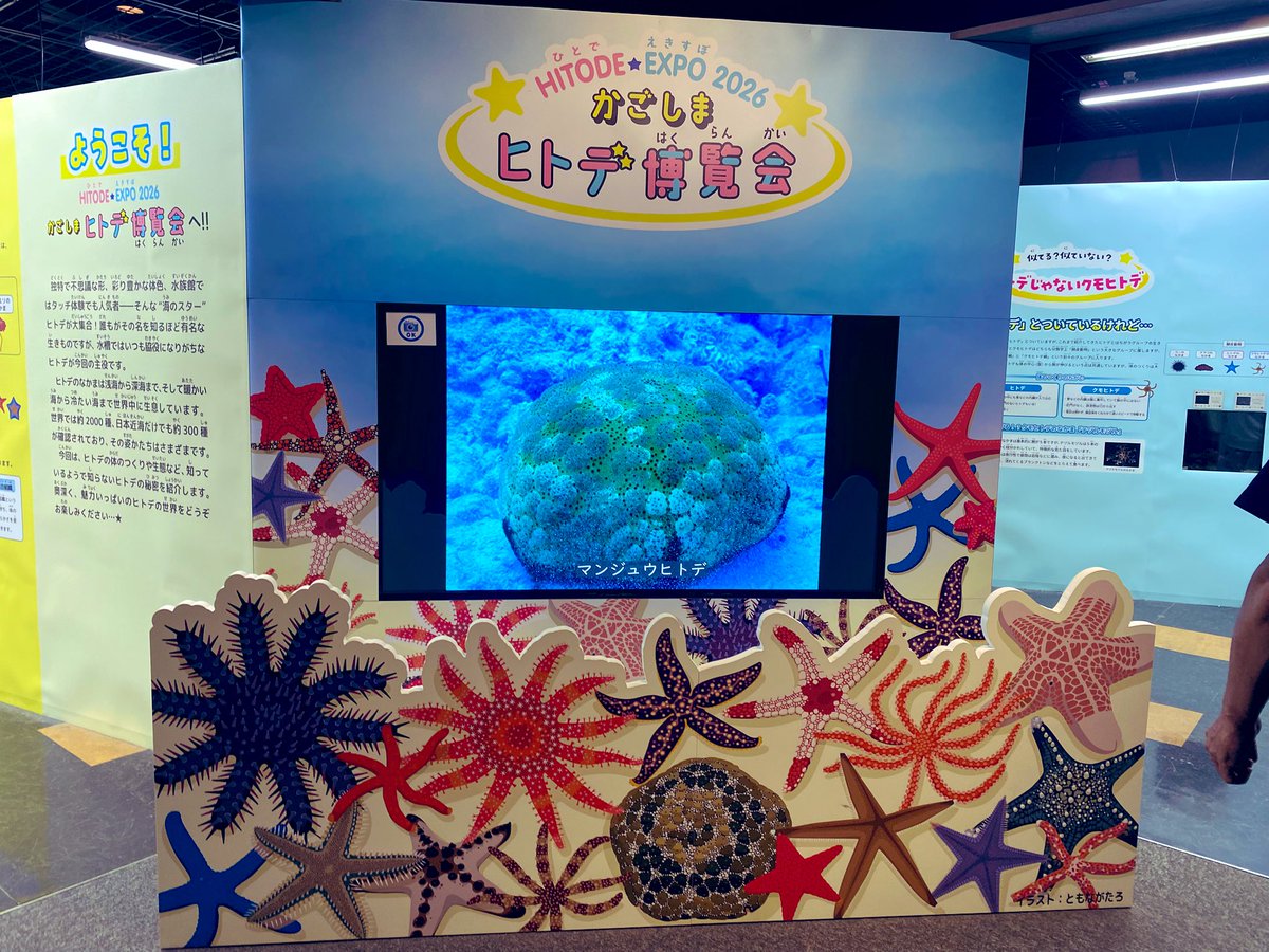 twatanabe_nh's tweet photo. 野外調査後に、いおワールドかごしま水族館に立ち寄りました
ジンベエザメなども良かったですが、海産無脊椎動物のセクションも充実してました🪸
今はヒトデの企画展をやっているようです！
#博物館探訪 #水族館 #いおワールドかごしま水族館 https://t.co/B1z6q0nJvZ