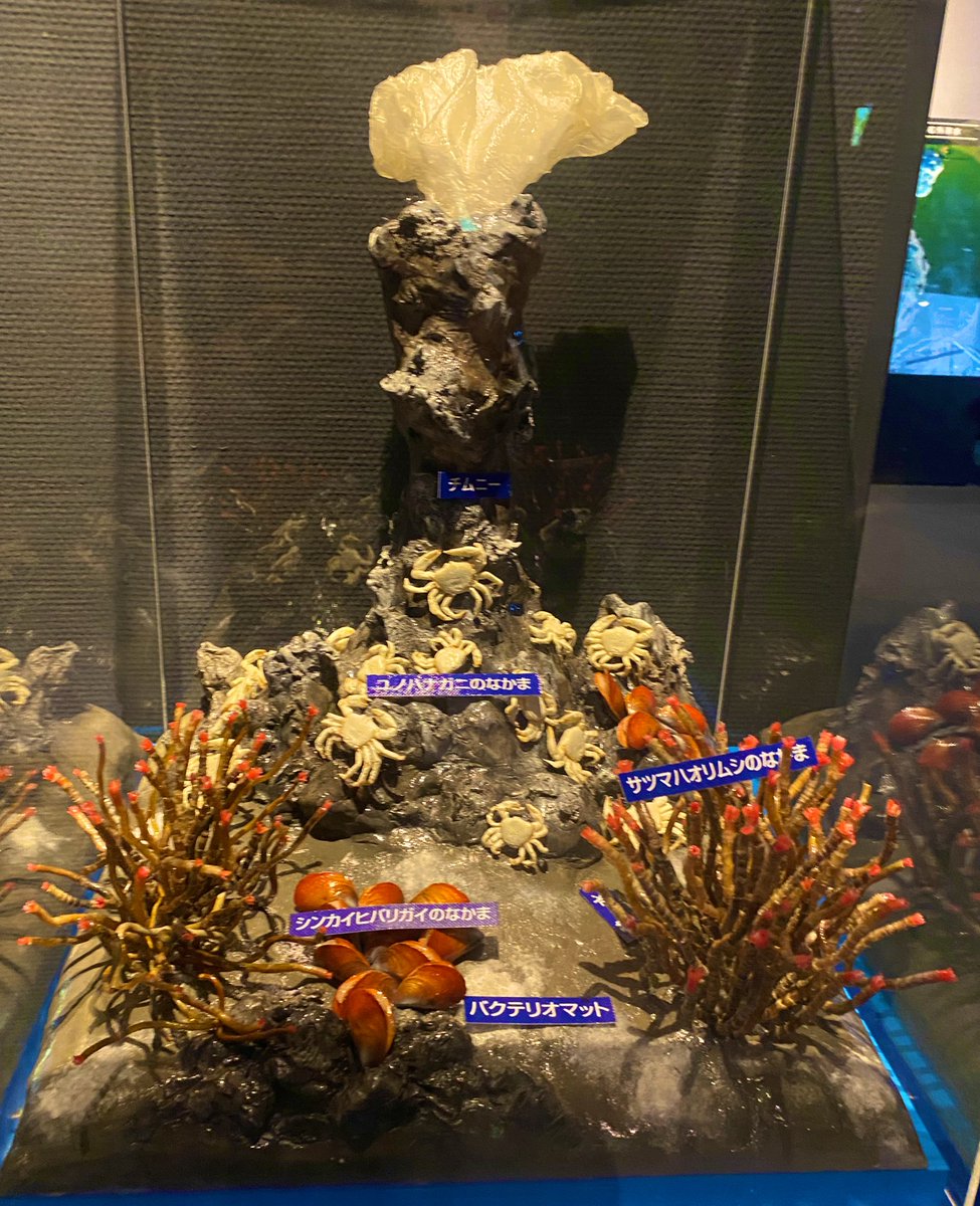 twatanabe_nh's tweet photo. 野外調査後に、いおワールドかごしま水族館に立ち寄りました
ジンベエザメなども良かったですが、海産無脊椎動物のセクションも充実してました🪸
今はヒトデの企画展をやっているようです！
#博物館探訪 #水族館 #いおワールドかごしま水族館 https://t.co/B1z6q0nJvZ