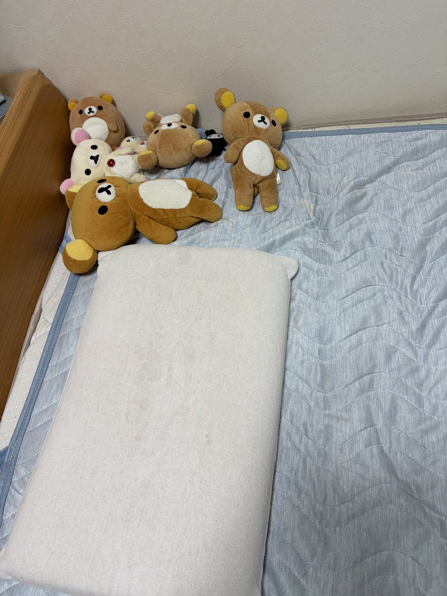 pika8329's tweet photo. 息子が今帰省している。息子に言った。

「うちのクマ達、可愛いよねぇ☺️幸せだよね。だって息子が帰ってきてクマ達と一緒に寝られるんだよ？幸せでしょ？君が」

息子「…はい」 https://t.co/HCV1iKyU3z