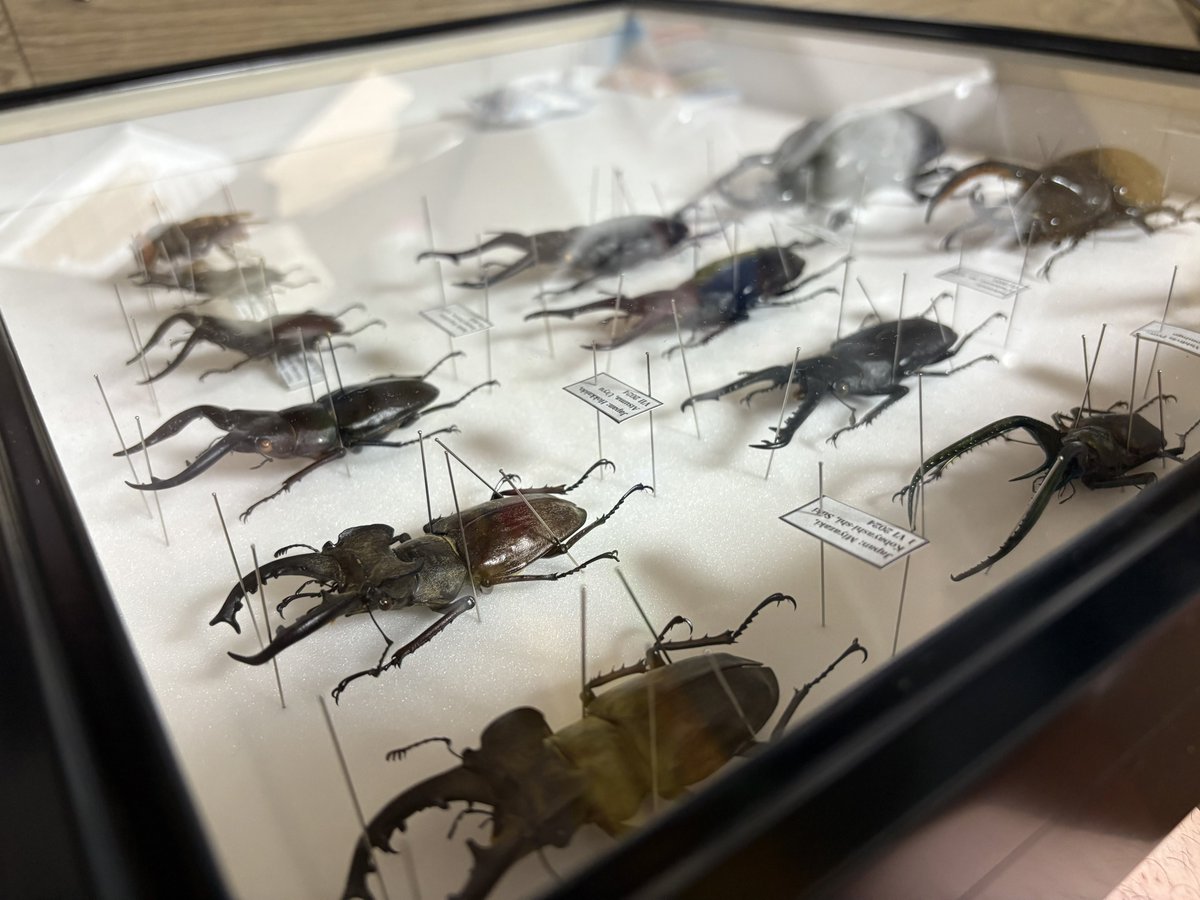 Aoi980418's tweet photo. 一年前って標本(野外品)これしかなかったんだ…笑
一年で増えすぎている… https://t.co/IVNhx1nKj8
