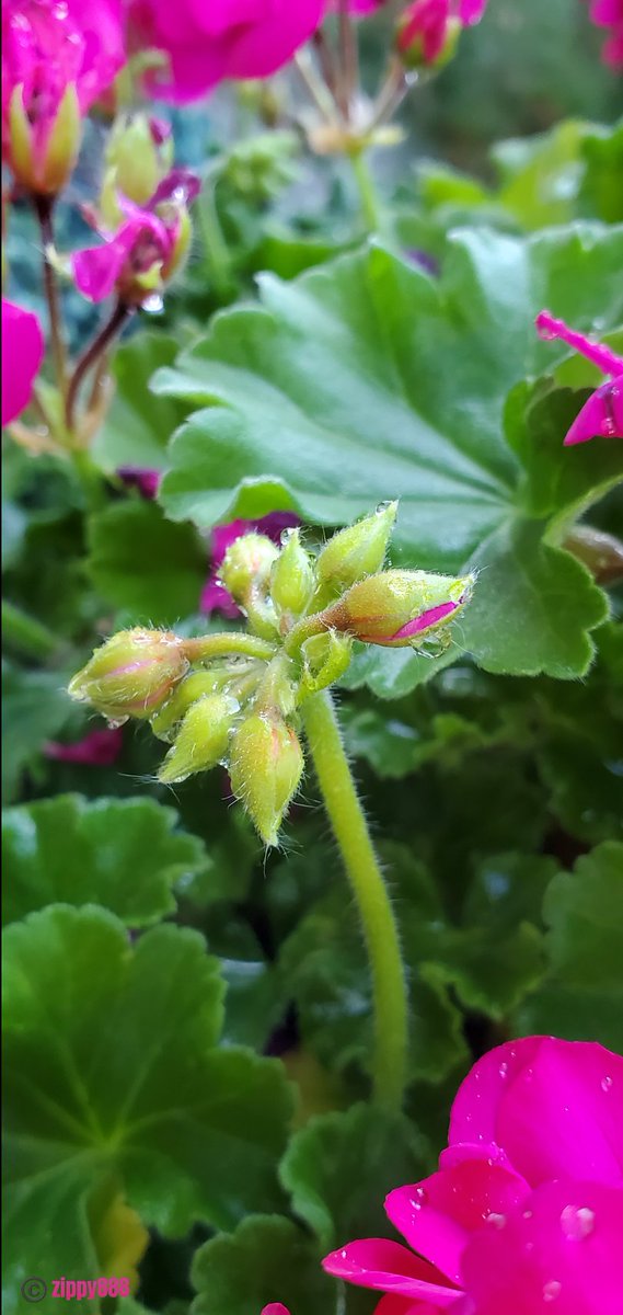 zzippy888's tweet photo. Happy Saturday!π
#Geranium #buds #flower #nature #photography #macro #myplant #bloomscrolling #FlowersOnX https://t.co/p76WF7lfvT