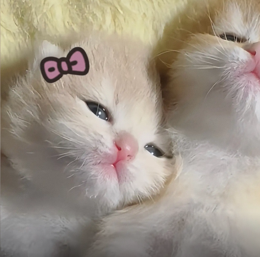 culKitten's tweet photo. https://t.co/9pRh722Dk8