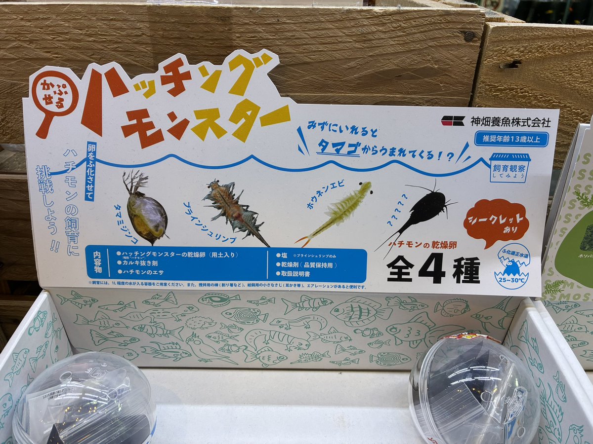 spec_t90's tweet photo. 男のロマンの微生物？育成キット買った😂
カブトエビが良かったんだけど、ブラインシュリンプ引いた、、

頑張って育てるぞ〜笑 https://t.co/03dmEaRtlh