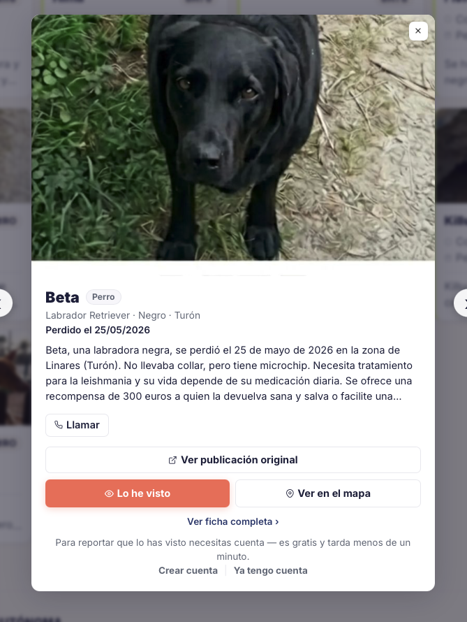 huelllla's tweet photo. Más de 3 meses fuera de casa. 

Beta, una labradora negra, se perdió el 25 de mayo de 2026 en la zona de #Linares #Turón. No llevaba collar, pero tiene microchip. Necesita tratamiento para la leishmania y su vida depende de su medicación diaria. Se ofrece una recompensa de 300 euros a quien la devuelva sana y salva o facilite una pista exacta que permita recuperarla, sin hacer preguntas. Si tienes cualquier información sobre su paradero, contacta las 24 horas llamando o enviando un WhatsApp al 687 50 58 78 o al 623 03 34 44. https://t.co/3R158rUwrn