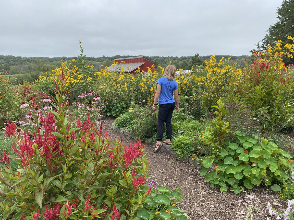 toddasmus's tweet photo. Sunchokes, which we did not plant, have taken over the flower beds. Gorgeous, but invasive. https://t.co/CC7hzCR8ex