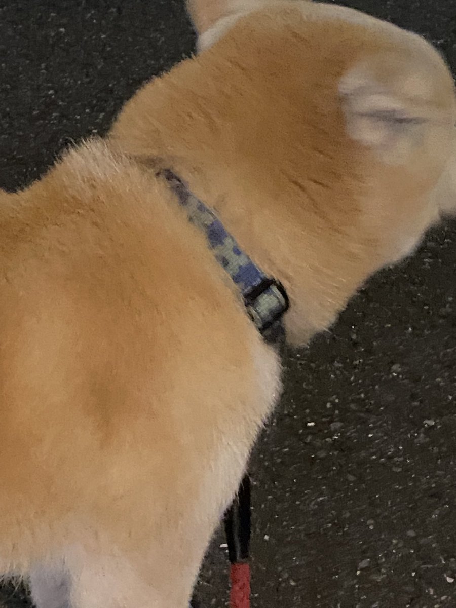 obfune's tweet photo. 茨城県板坂市の岩井？でリードを引きずっている犬を見つけたので近くの交番に預けました。こういうことは初めてで、あと出張先の夜間徘徊なので土地とかよくわかりません。赤いリードで青い布の首輪です。　#迷い犬　#迷子犬 https://t.co/ZjTaNHLtIr