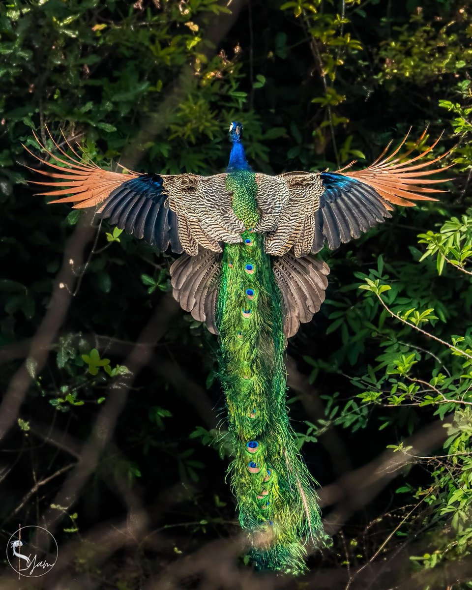 Hana_b30's tweet photo. Have You Ever Seen a Peacock Flying? Beautiful.. 🦚

📸 Syam S https://t.co/R3v3FiydjB