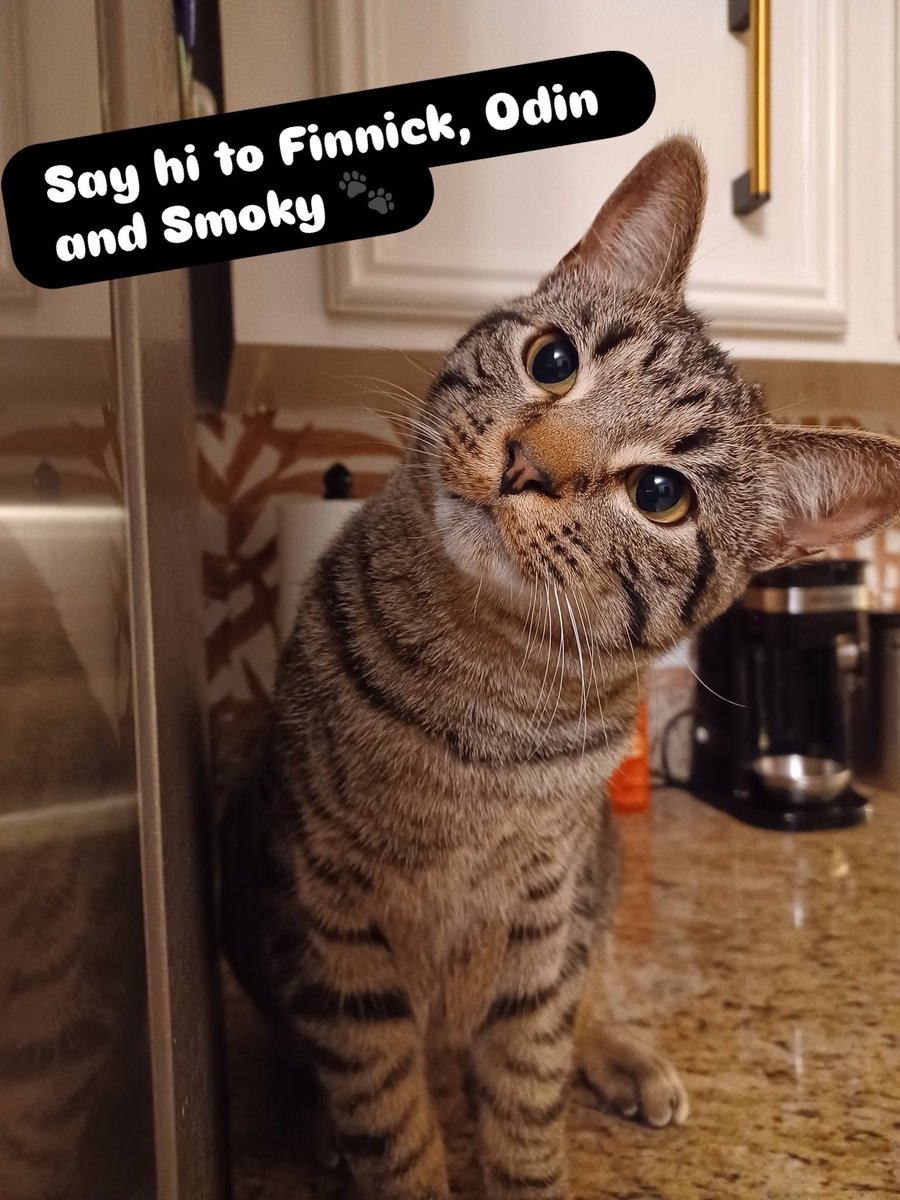 yourcatposted's tweet photo. Which photo 1-3 is your favourite?🥰
📸 @ZombieGirl_5591 https://t.co/V9CCCtSDIK