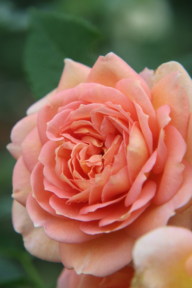 gontanokoneroku's tweet photo. Rose 😊

#Photography #Flowers #Rose https://t.co/OAexaiPMPl