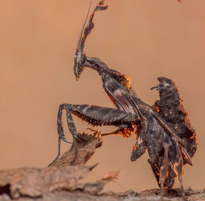 natural77384672's tweet photo. Ghost mantis https://t.co/obcnNLiAFd