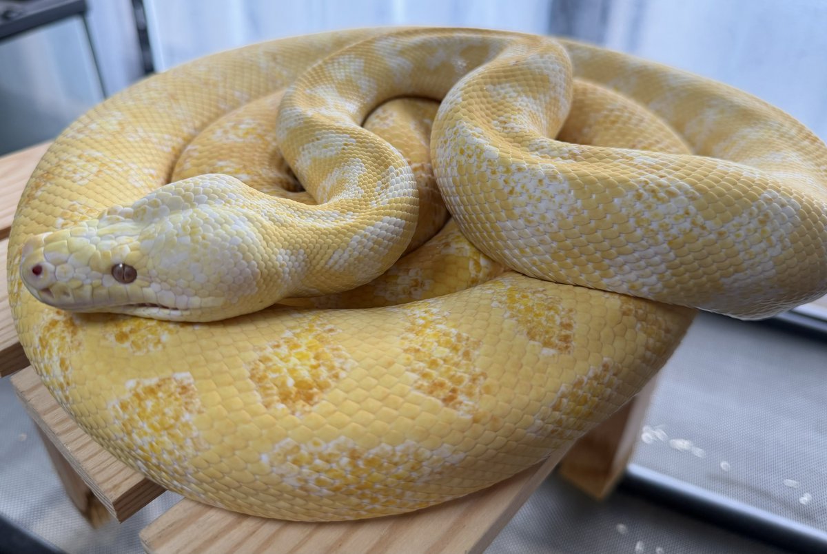 bsysiox's tweet photo. so cute!
#carpetpython https://t.co/kzRkRo0lD2