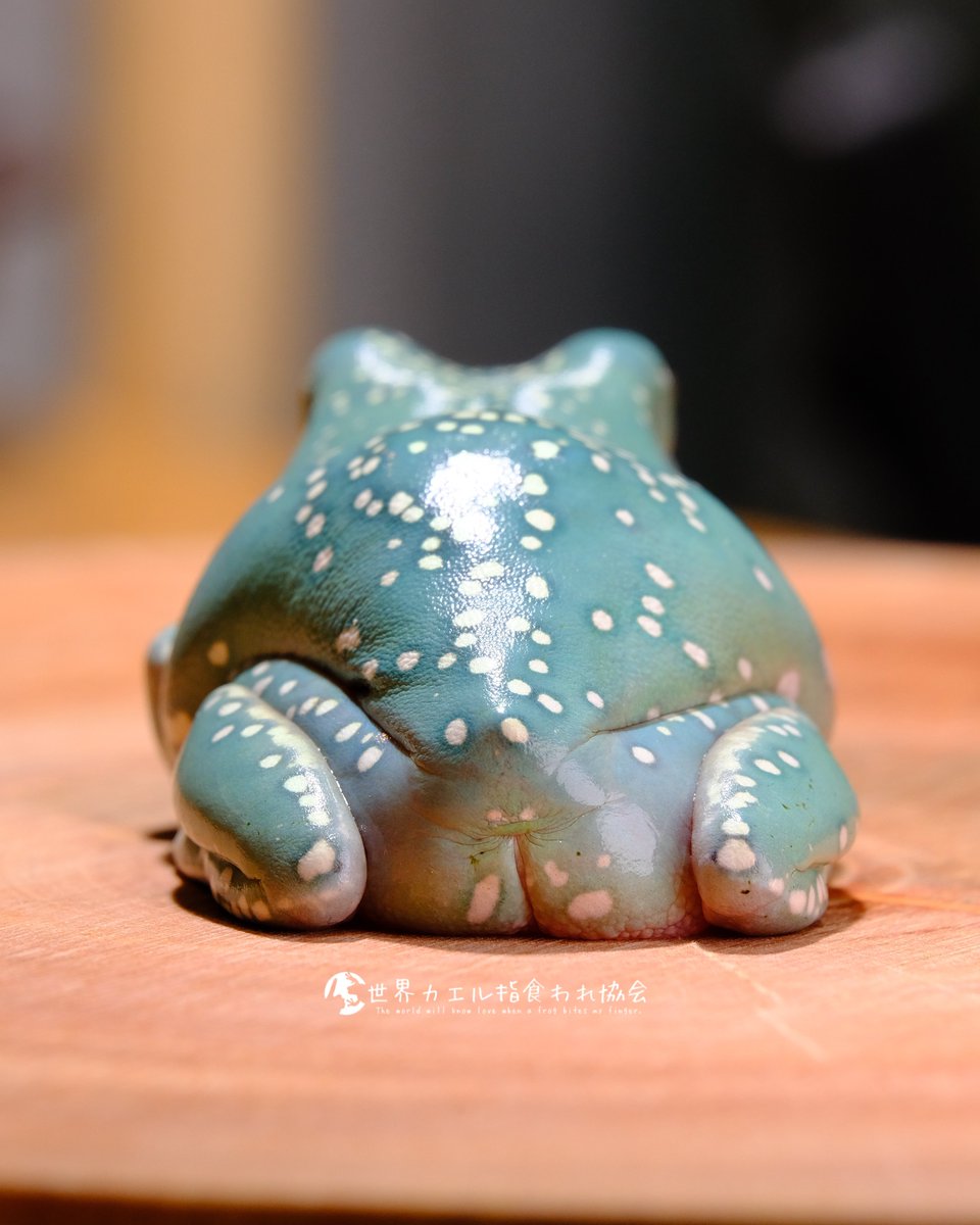 mushi_frog's tweet photo. 突然なんだけど30万円のカメラで撮ったカエルのプリケツ写真をTLに投下してみる🐸 https://t.co/wdl1VDrQ9E