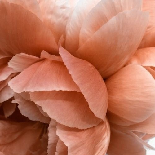 JangCut1e's tweet photo. 𓏵𐙚  𝙊𝙈𝙂𝙂,, omg, Rei's tenderness is comparable to the delicate color of peaches &amp; flowers! 

#REI #IVE #레이 #아이브 https://t.co/r0L4ZvykhR