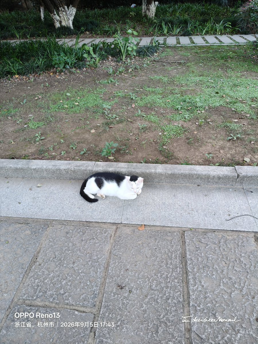 KerryWithMe's tweet photo. 一只小猫 https://t.co/m8c6u4drFo