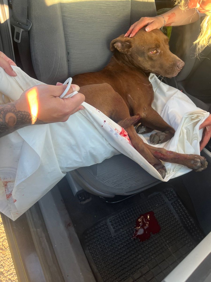 OMFA_Refugio's tweet photo. Fue atropellado en la autopista. 
Necesitamos ayuda URGENTE para el. Está internado en Clínica Veterinaria Parque pero ya tenemos deuda y nos están pidiendo que paguemos lo que debemos ya que hace meses venimos muy mal arrastrando esa deuda. https://t.co/zGQSnZTcaR