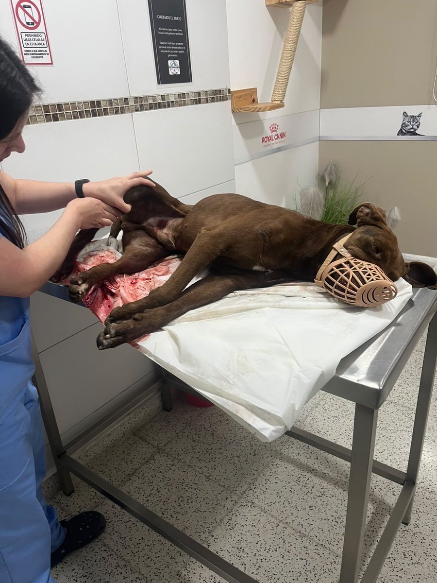 OMFA_Refugio's tweet photo. Fue atropellado en la autopista. 
Necesitamos ayuda URGENTE para el. Está internado en Clínica Veterinaria Parque pero ya tenemos deuda y nos están pidiendo que paguemos lo que debemos ya que hace meses venimos muy mal arrastrando esa deuda. https://t.co/zGQSnZTcaR