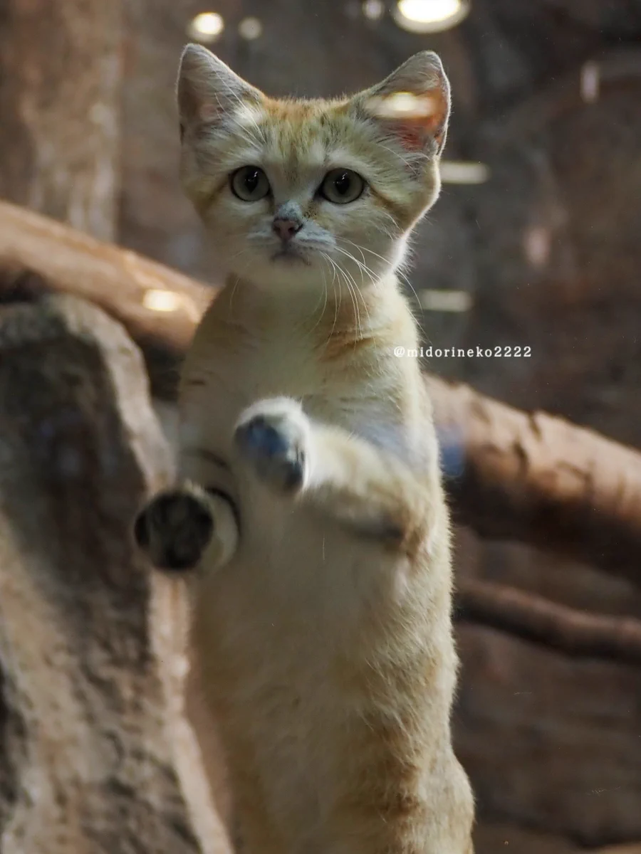 緑猫 on X: 