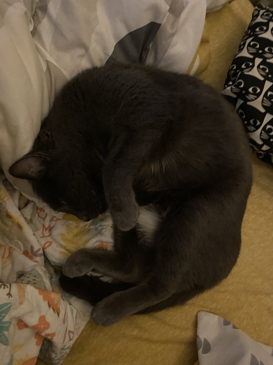 asterick___'s tweet photo. My sweet cat Misha passed away. We had to put her down yesterday she got severe liver failure and would've suffered for longer without the euthanasia. The vets said it was genetic and there would be no treatment to help her live a good life. https://t.co/ntLk5RIwCr