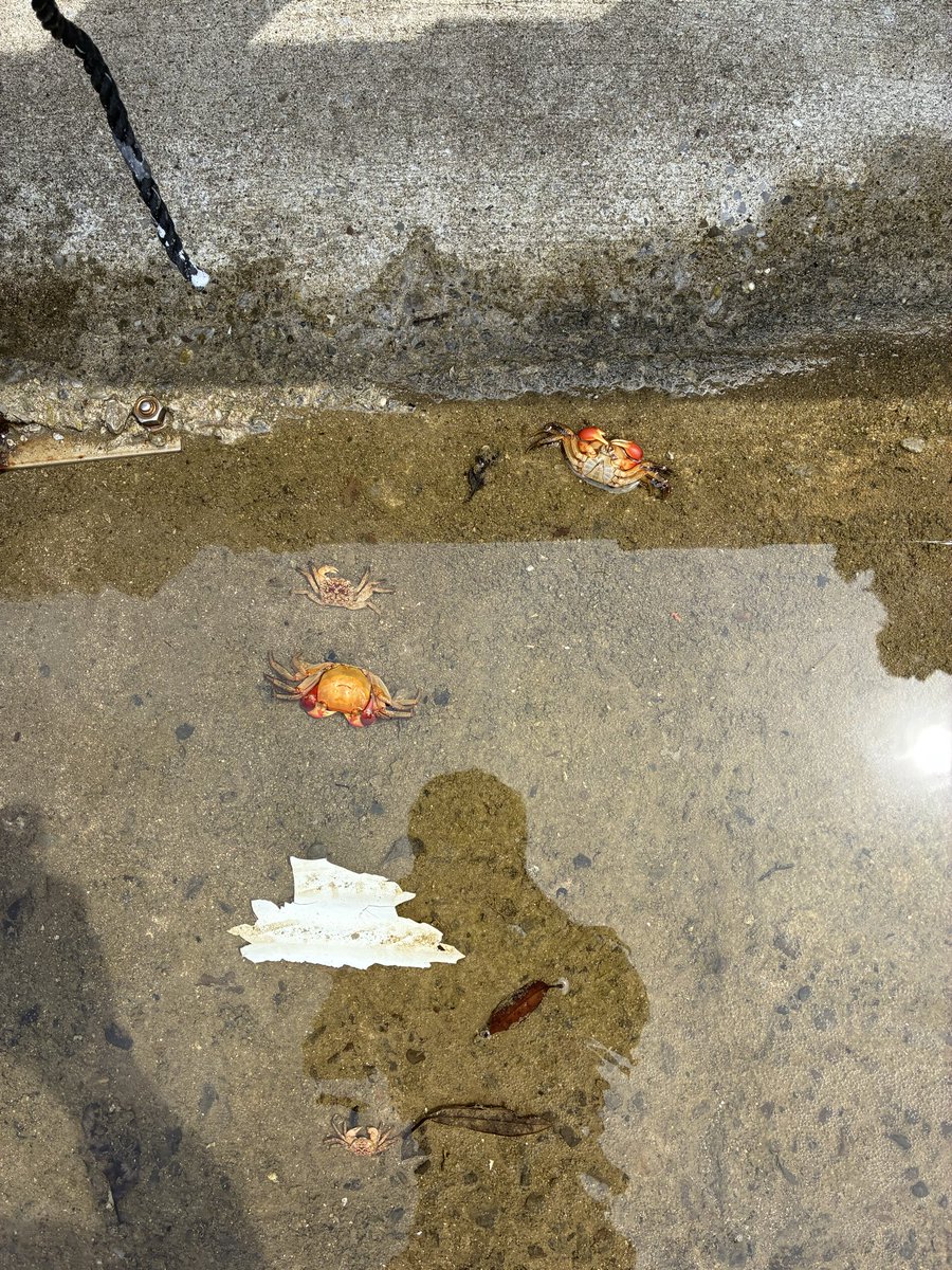 TjsDnt's tweet photo. この時期あるあるの完全天然茹でガニ。
抜け殻なのか、死体なのか……果たしていかに https://t.co/GU66p4qPL7