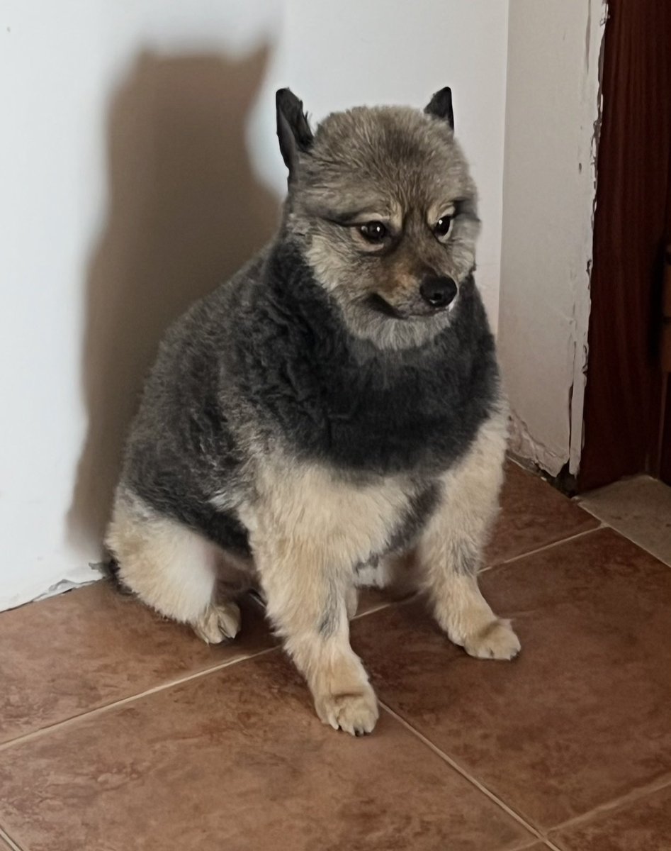 ulywen's tweet photo. girlfriend's dog got groomed today and i can't take him seriously he looks so stupid https://t.co/RwiyMAj0Qd