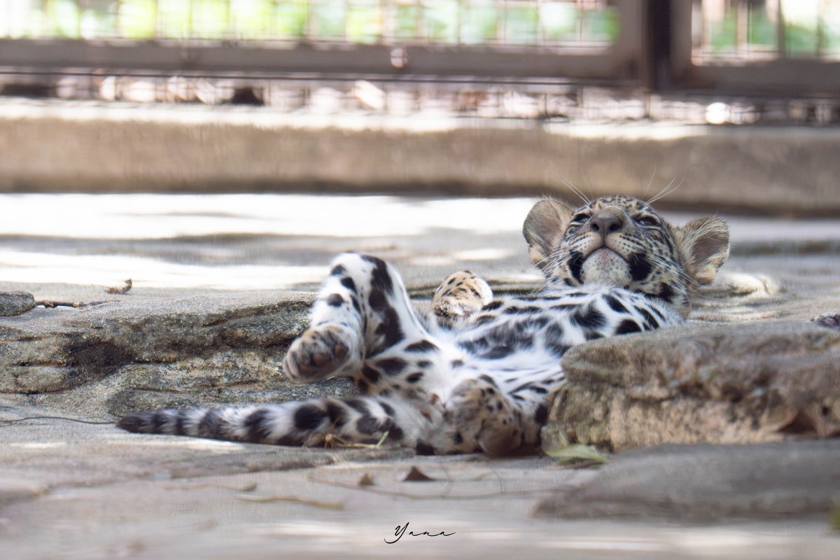 yanasea_z_'s tweet photo. 全力で遊んで眠くなった双子の赤ちゃん

ジャガー
とべ動物園　📷2026.09.01 https://t.co/37VEOEmIxL