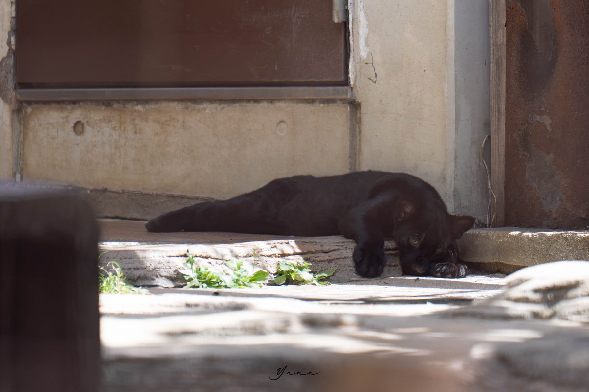 yanasea_z_'s tweet photo. 全力で遊んで眠くなった双子の赤ちゃん

ジャガー
とべ動物園　📷2026.09.01 https://t.co/37VEOEmIxL